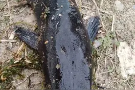 热搜第一！大连西山水库惊现成群超大怪鱼图片