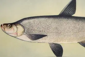 鱼类百科之翘嘴鱼图片