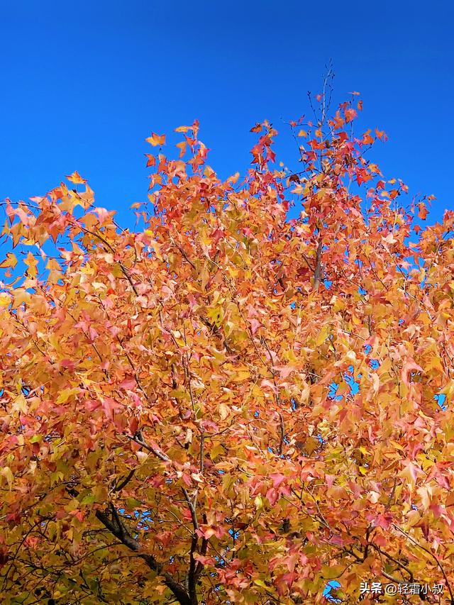 秋霜寒，秋叶艳，秋林醉，在家乡小城，邂逅一场姗姗来迟的秋景