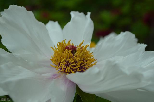 牡丹花海醉游人