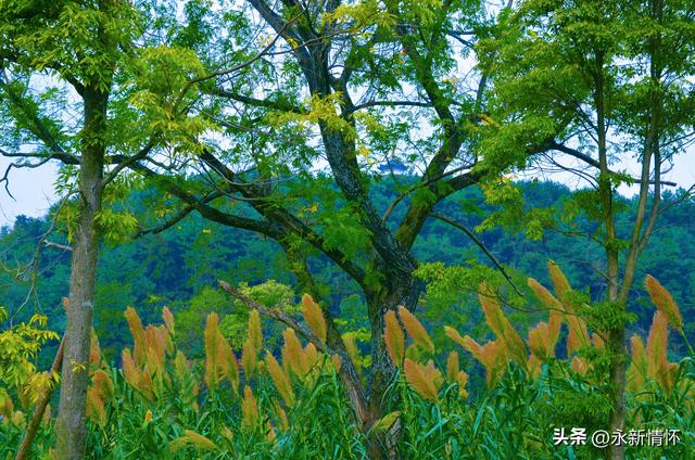 江西永新：秋日湿地 色彩斑斓
