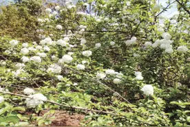 金鹗公园的绣球荚蒾已进入盛花期，你能分清绣球荚蒾和绣球吗？图片