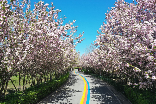 樱花、桃花、梨花、海棠，我们一起去追花
