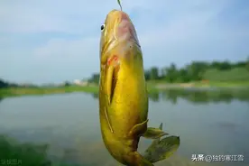 黄辣丁并不是黄颡鱼，连钓鱼人都分辨不出，用这种钓法连竿很简单图片