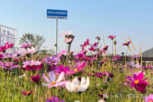 收藏!惠阳汉服摄影全攻略,4个宝藏地任你选