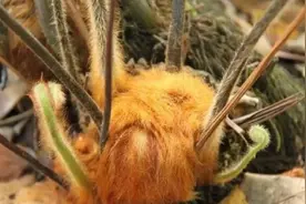 国家二级濒危珍稀保护植物：金毛狗蕨图片