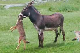 驴是狼的克星？美国农场养驴来杀狼，驴到底有什么厉害的地方？图片