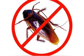 硼酸土豆泥灭蟑，真有奇效？专家揭秘真相，原来都是骗人的！图片