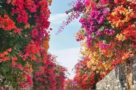 多年之后终发现，被无数人吹捧的“三角梅”，原来是个“大坑货”图片