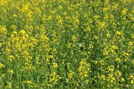 保险到底买不买图片