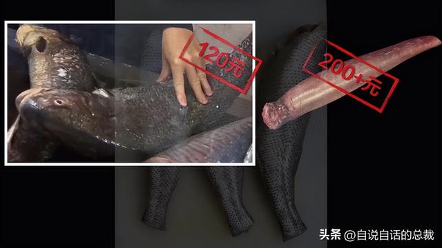 南澳鱼胶 2026年南澳鱼胶批发市场地址