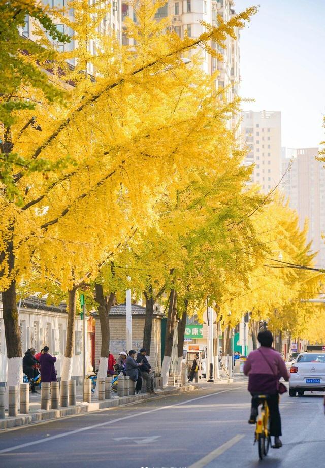 武汉546岁银杏古树换装，汉阳瞬间变秋日梦境 这条线路值得走一遭