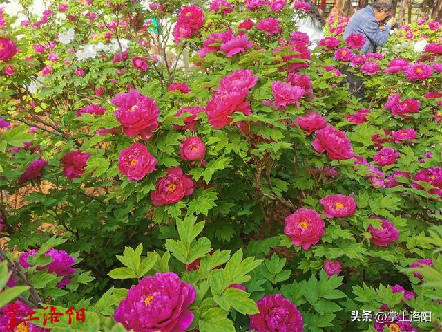 4月6日洛阳牡丹花情预报来了！