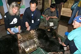 每天被活取胆汁，疼到咬烂自己手掌！曾轰动一时的胆熊怎么样了？图片