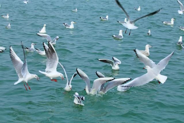 即将进入颜值巅峰！就在日照这些地方！