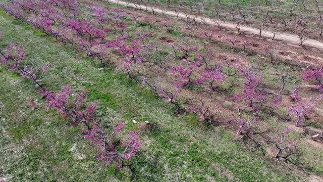 藏不住了！广饶百亩桃园盛放，春日氛围拉满！