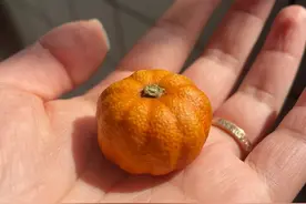一个风干的橘子竟然也能盘，大千世界无奇不有图片