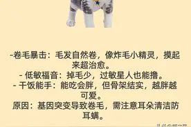 2025养猫大数据曝光！5大热门猫种红黑榜，最后一条扎心了图片