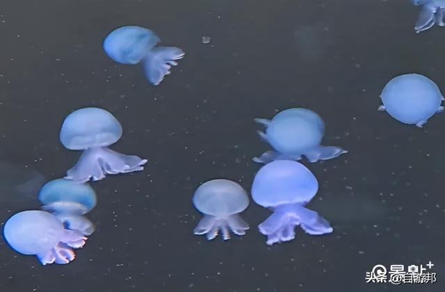 台中海洋馆 水母池艺术级水族体验 莲之水槽无敌梦幻