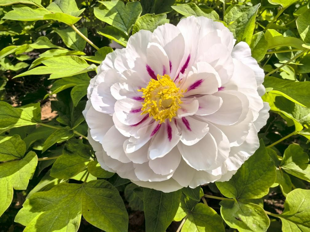 一路繁花向洛阳——游客赏花吟诵牡丹更浪漫