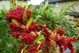 如何养好你的火棘盆景？知道这些，养好火棘下山桩盆景其实很简单图片