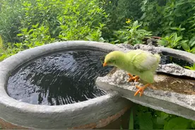 唉！那只聪明乖巧的小公鸡也失踪了！图片