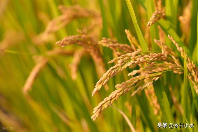 “最怕立冬是晴天”，明日立冬，立冬天晴有啥预兆？看农谚咋说