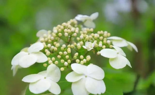 扬州：天下无双的琼花，在廉政广场盛开了