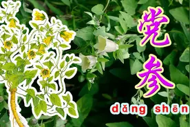 农村路边的野生党参，它被称为小人参，在野外怎样识别它呢？图片