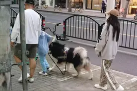 Angelababy上海街头遛狗，一身行头超10万元，家住20万一平豪宅图片