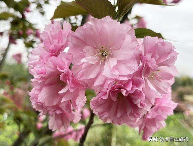 成都真大气，最美的樱花都免费，8000米樱花大道更是繁花似锦！