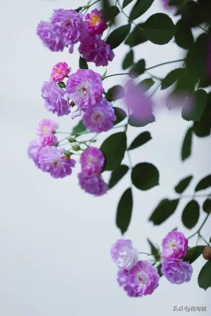 南昌蔷薇花爆火!满城花墙温柔缱绻,治愈整个暮春时光