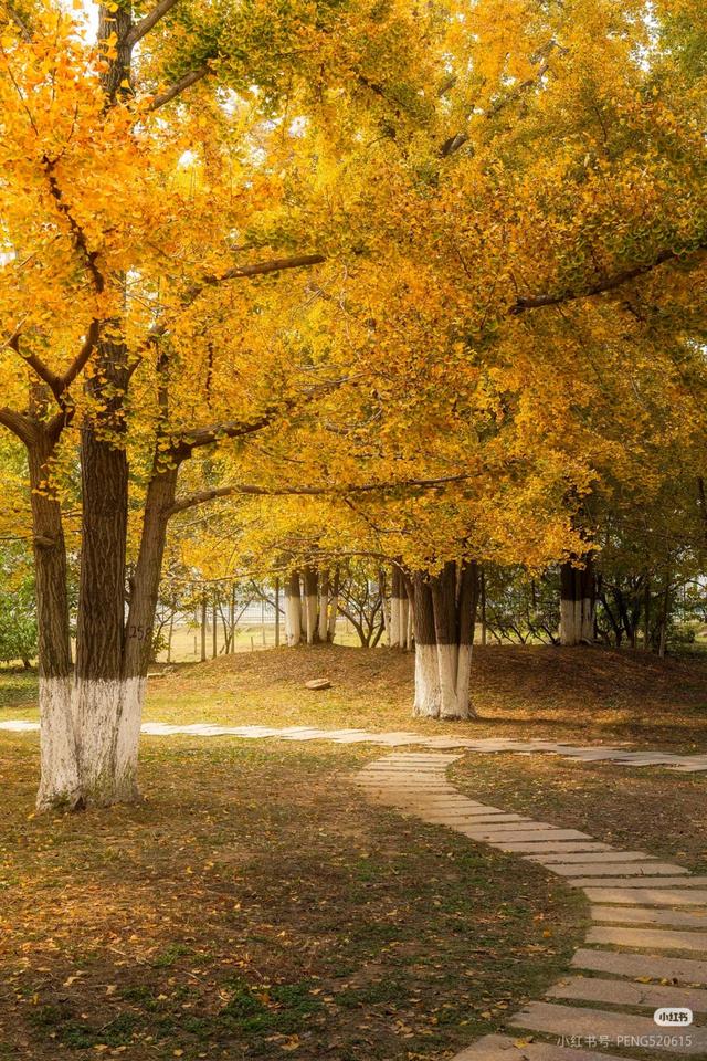 临沂市区赏秋地图出炉！红枫、银杏、落叶道…承包你的秋日朋友圈