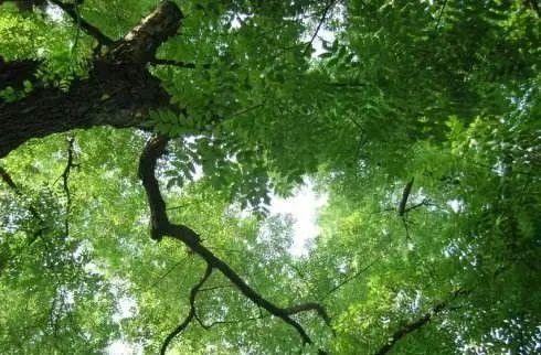 泰山斗母宫有棵“卧龙槐”