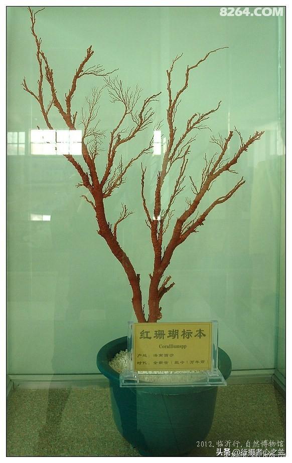 山东行游影记（36）—平邑天宇自然博物馆（十一）
