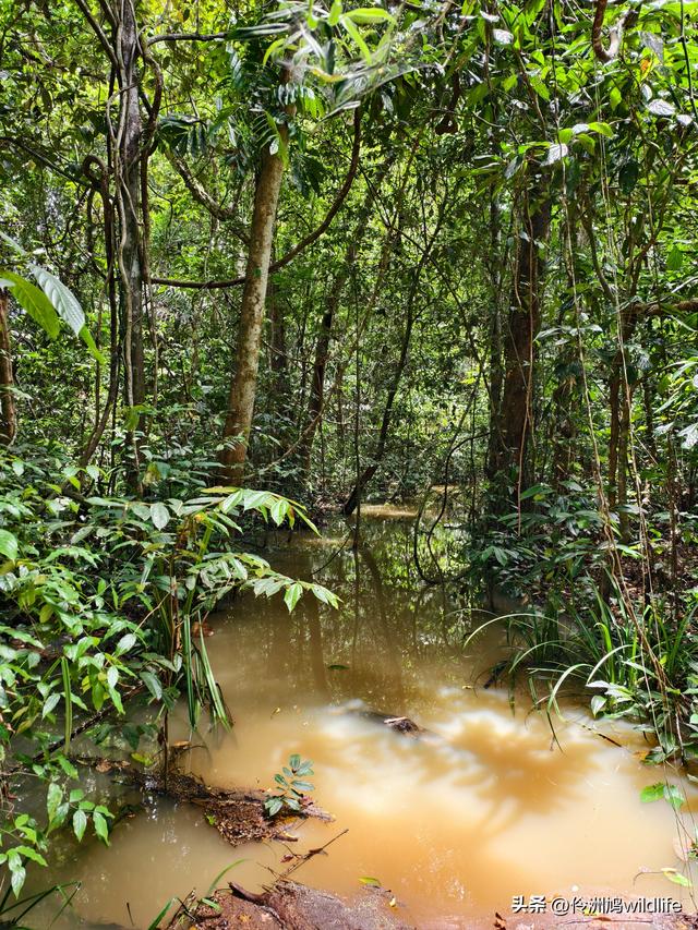 马来西亚(32)砂拉越州⑥世界遗产尼亚洞窟探险