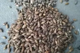 颜陵君话中医——苍耳子图片