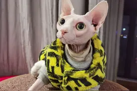 猫咪尾巴的秘密图片