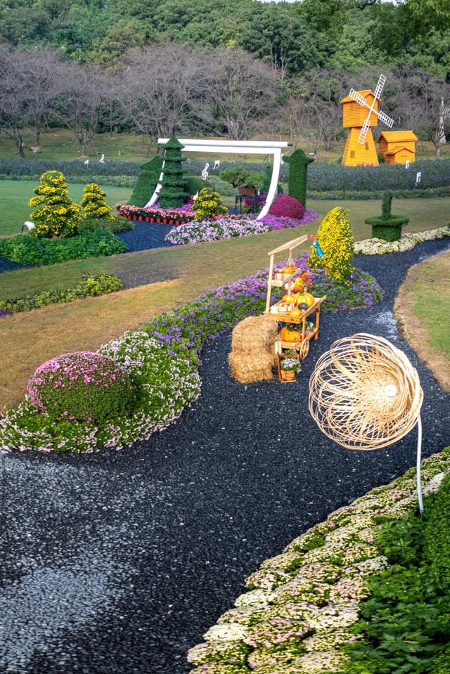 花开成海！苏州上方山金秋花展即将启幕