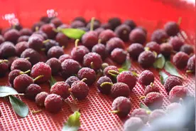 石屏杨梅，熟了！图片