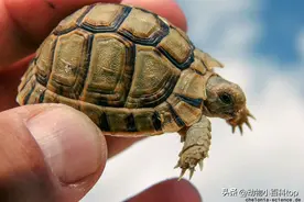 世界十大乌龟之最图片