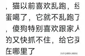原来小猫小狗也会随时走亲戚！网友说：这是货真价实的娘家亲戚！图片