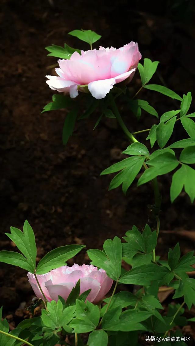 极美洛阳城牡丹迎春吐蕾绽放