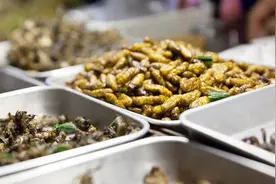 中国最丢脸的六大虫子，被吃得连裤衩子都不剩，你敢挑战几种呢？图片