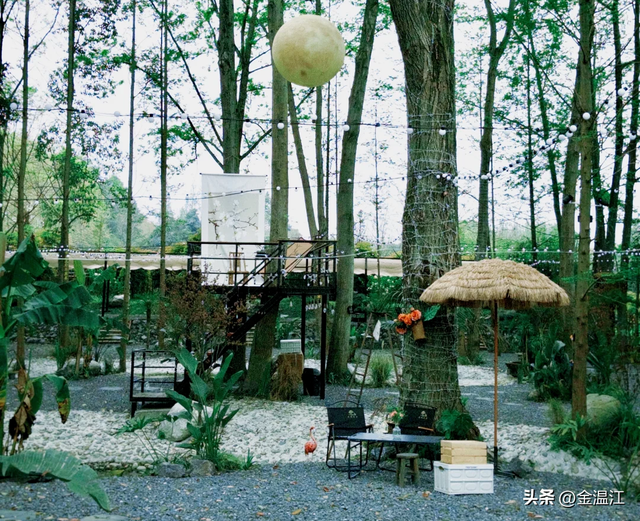 50年时光，终成“最美梧桐大道”→