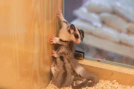 智能化设备为小体型宠物饲养提供便利图片