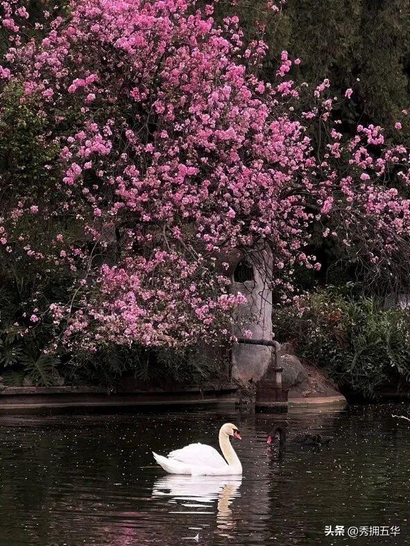 春色正中分，在五华遇见爱上春天的理由