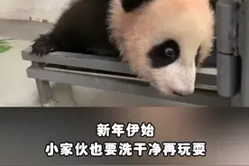 旅俄大熊猫幼崽新年沐浴画面，​网友：粉红色的熊猫宝宝好可爱图片