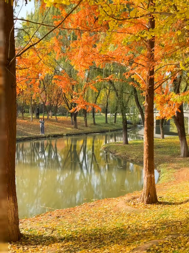 西安城区4个绝美秋景打卡地！