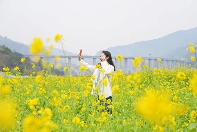 屏山中都万亩花海焕新颜 静待八方游客来